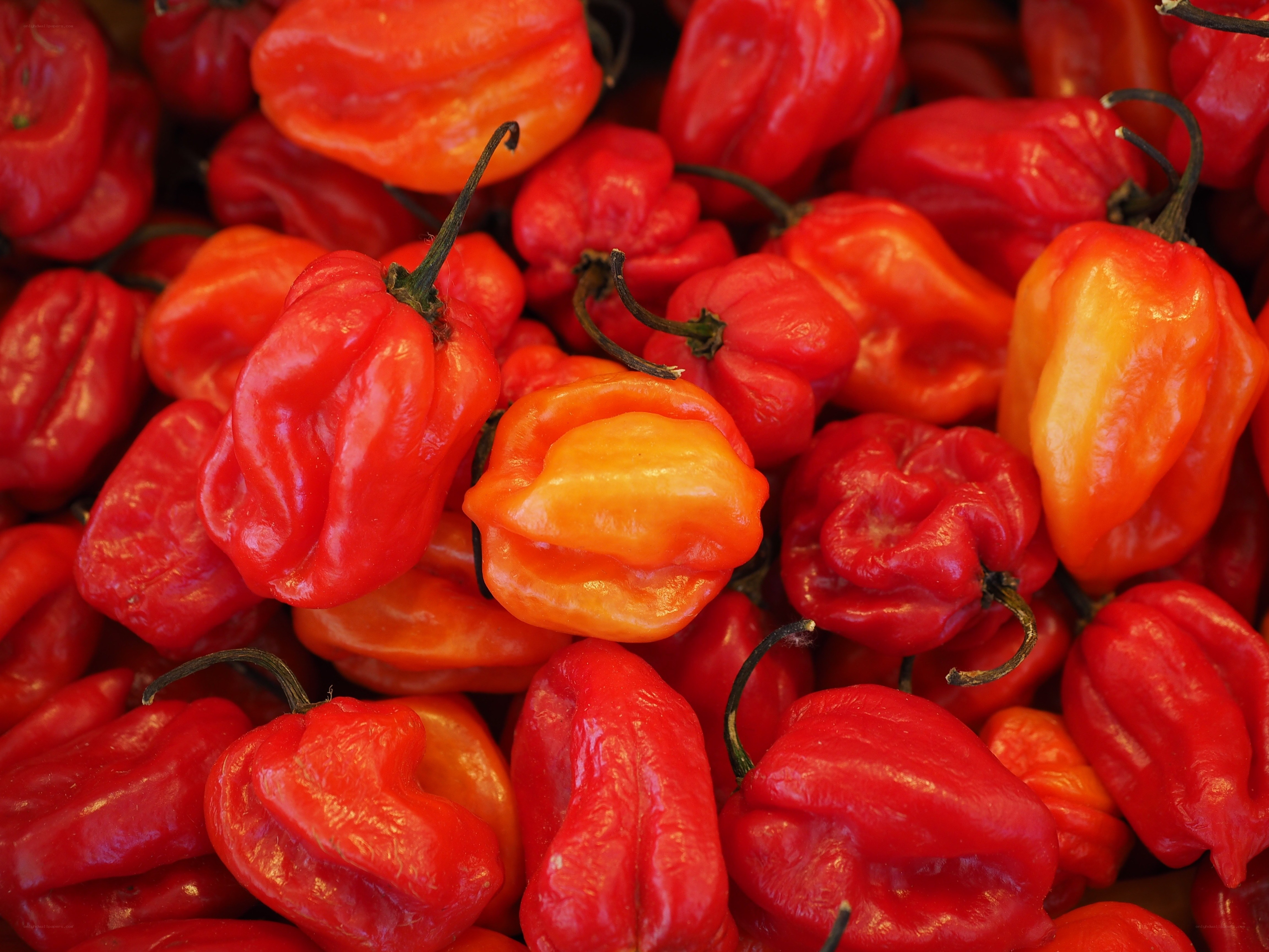 Red and orange peppers