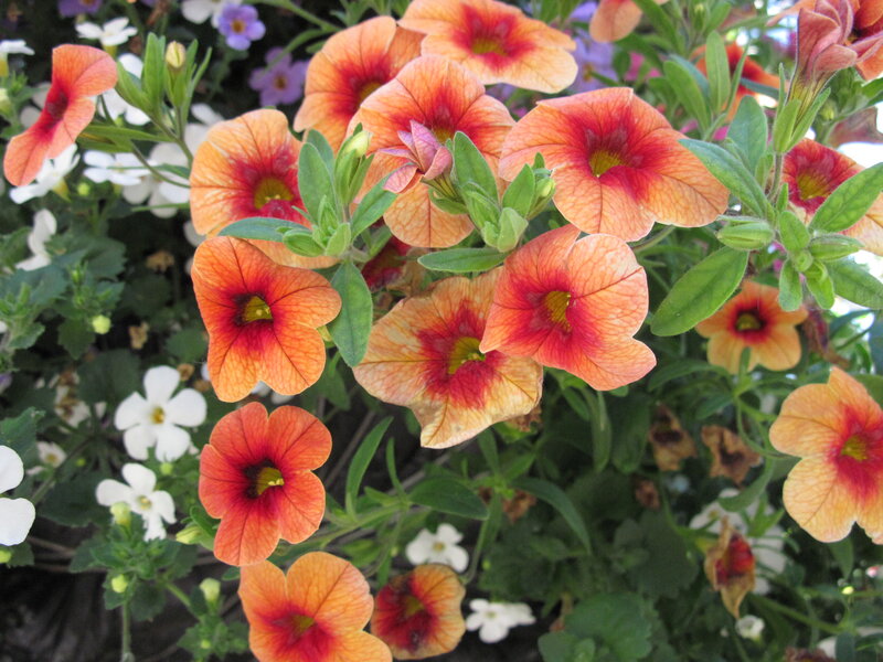 Red and Orange Petunias