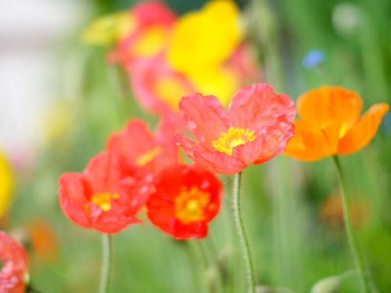 Red and Orange Poppies