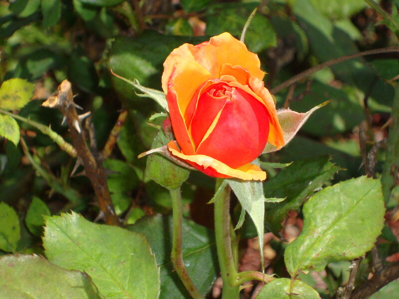 Red and Orange Rose Bud