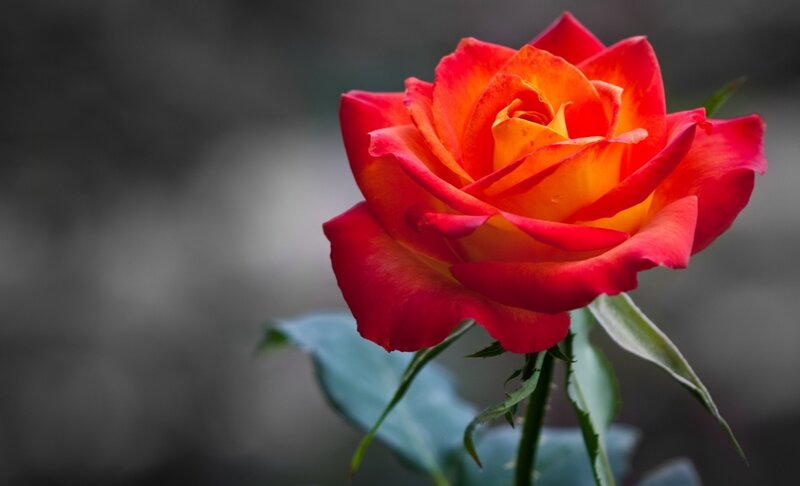 Red and Orange Rose — Calm, Photograph