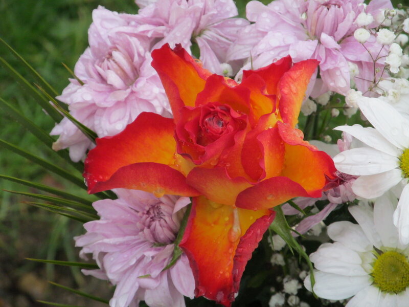 Red and Orange Rose — Calm
