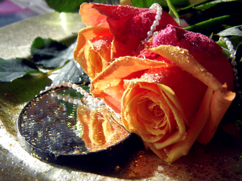 Red and Orange Rose — Dramatic, Afternoon, Photograph