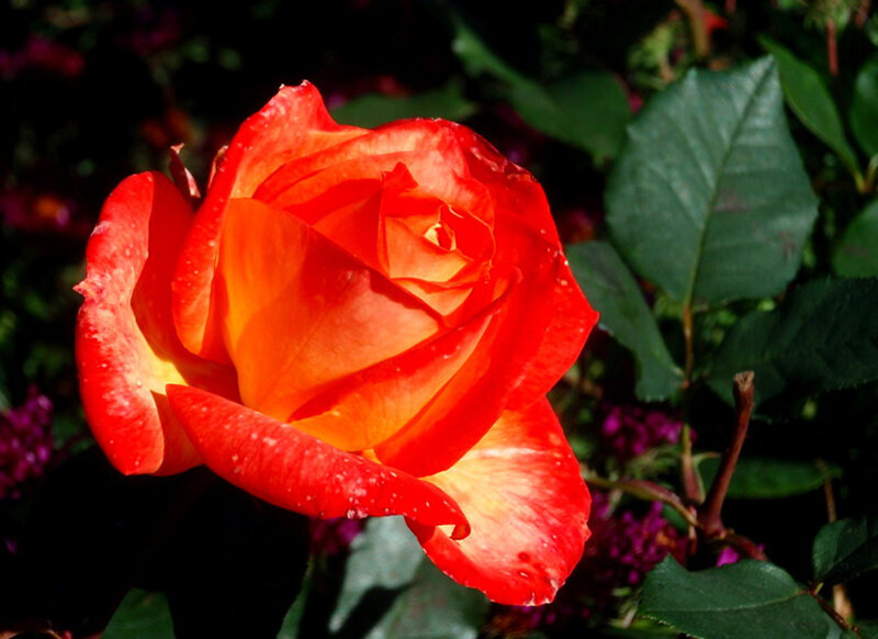 Red and Orange Rose — Dramatic, Afternoon