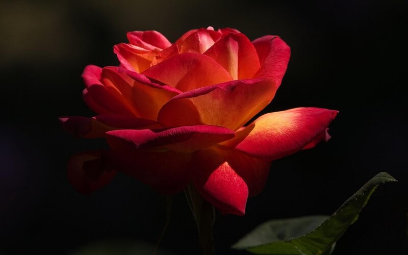 Red and Orange Rose — Dramatic, Photograph, Petals, Stem
