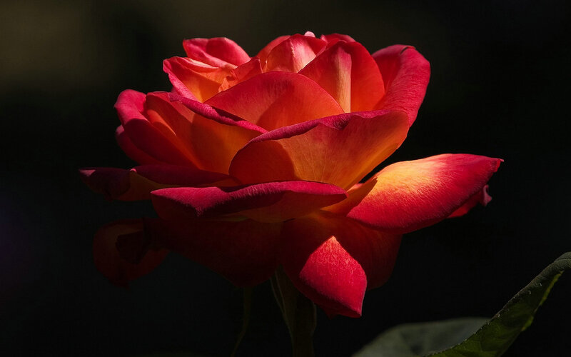 Red and Orange Rose — Dramatic, Photograph, Petals
