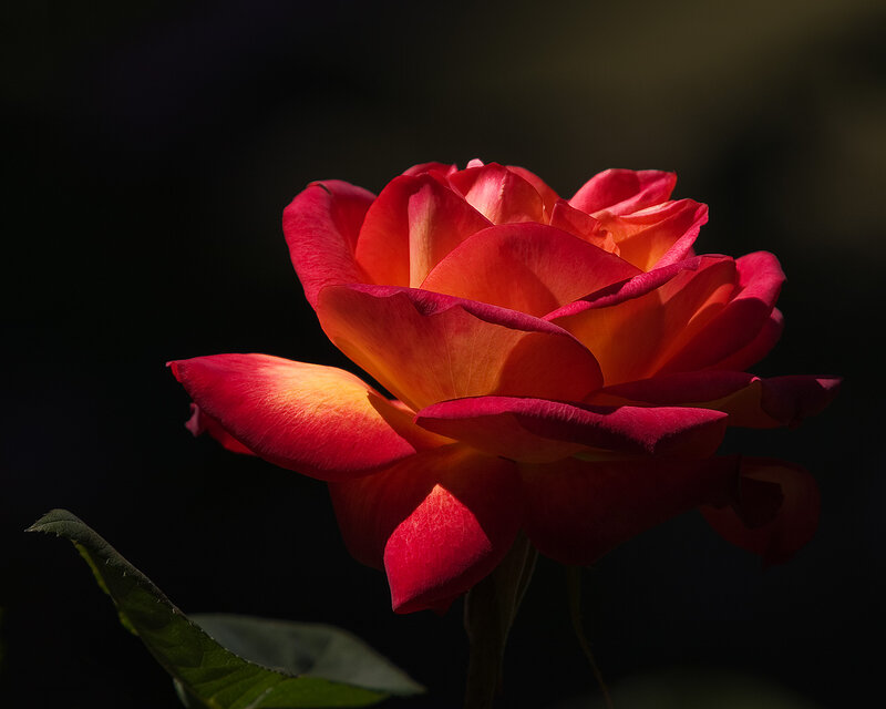 Red and Orange Rose — Dramatic, Photograph
