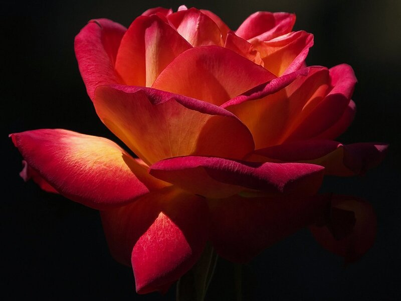 Red and Orange Rose — Dramatic