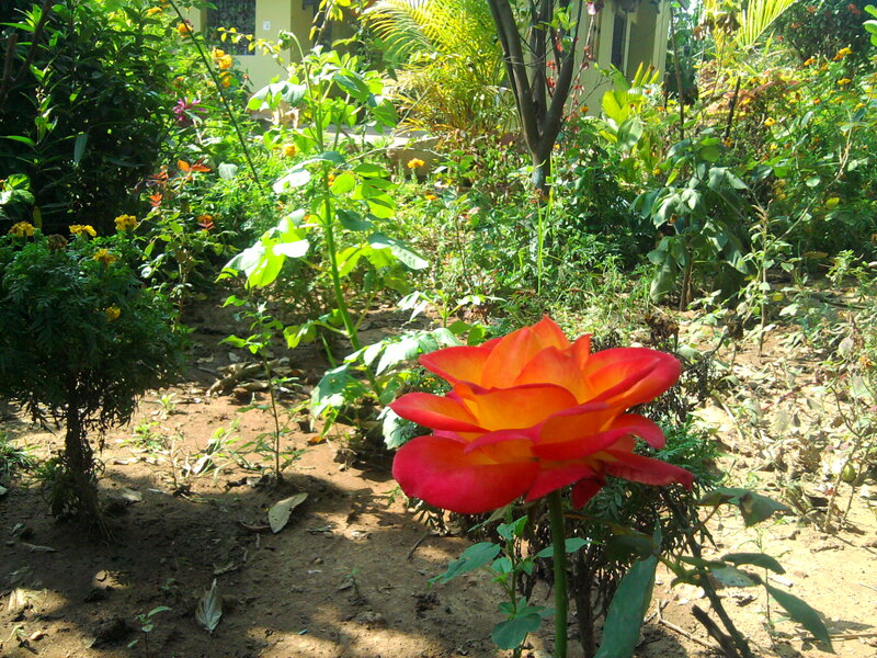 Red and Orange Rose — Serene, Afternoon
