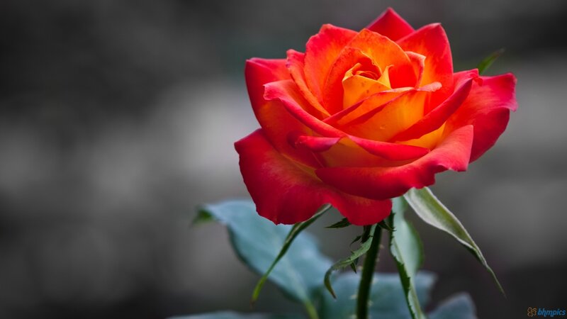 Red and Orange Rose — Serene, Photograph