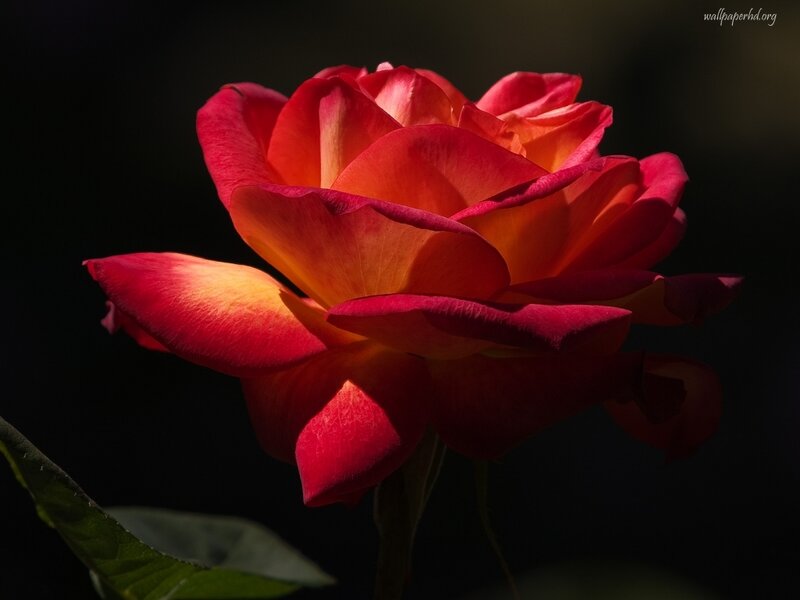 Red and Orange Rose