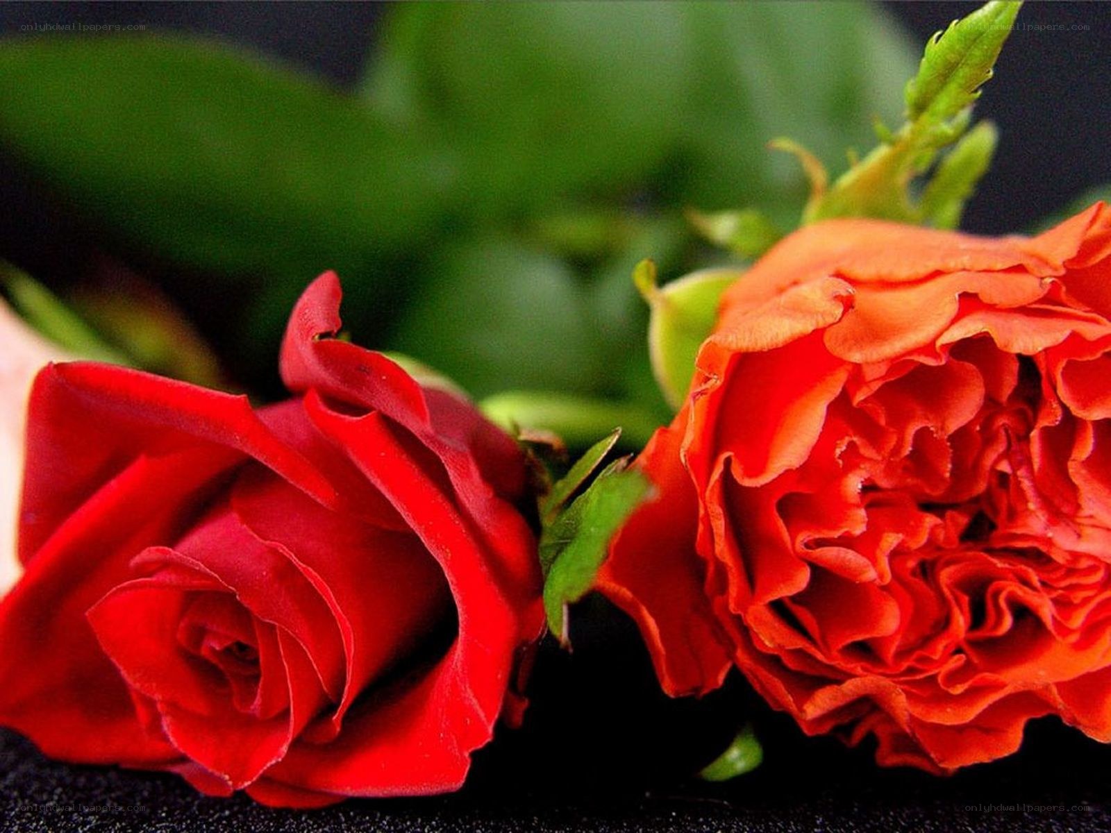 Red and orange roses close-up