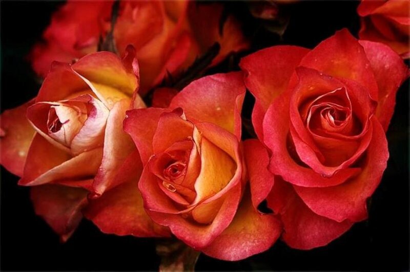 Red and Orange Roses — Dramatic