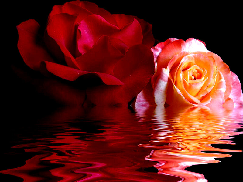 Red and orange roses on water