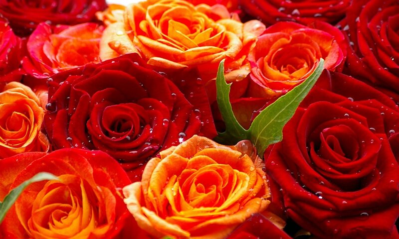 Red and Orange Roses — Vibrant