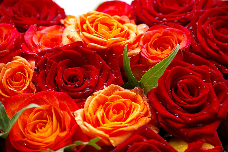 Red and orange roses with water droplets