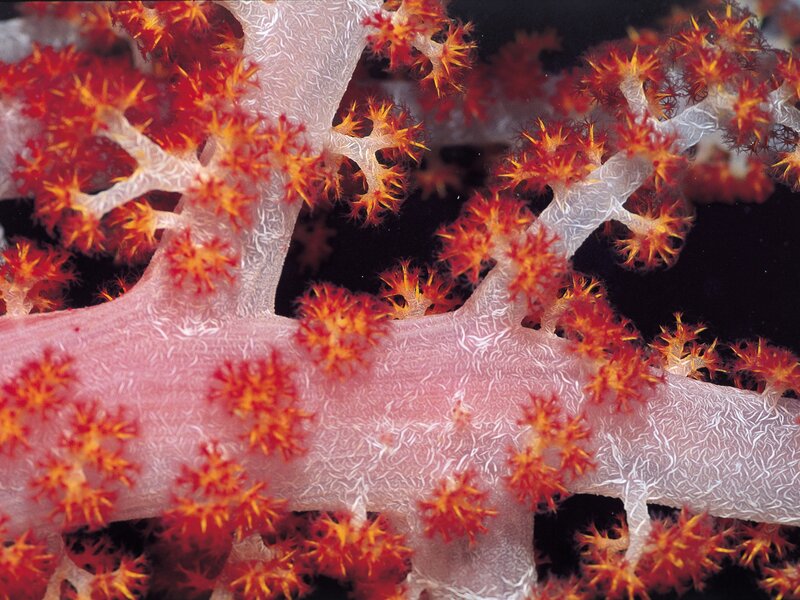 Red and orange sea fan coral