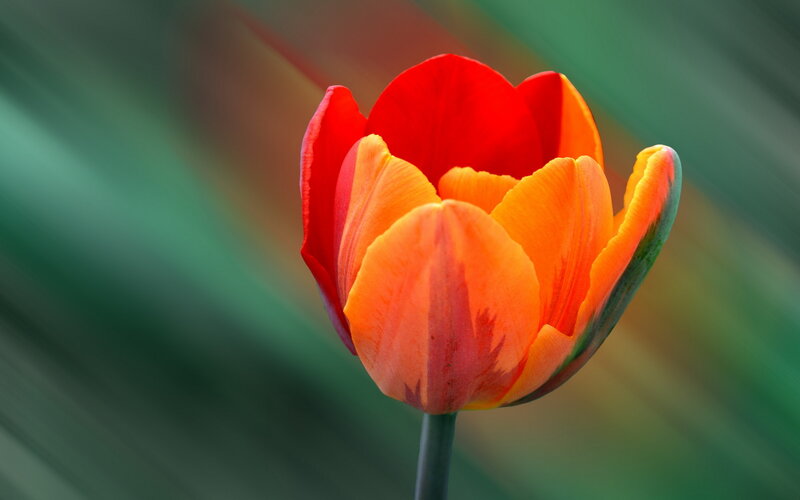 Red and Orange Tulip