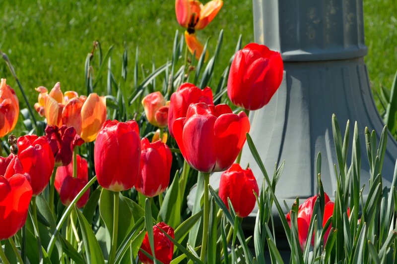 Red and Orange Tulips — Bright
