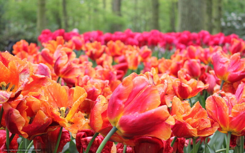 Red and Orange Tulips — Serene, Spring, Photograph, Flowers