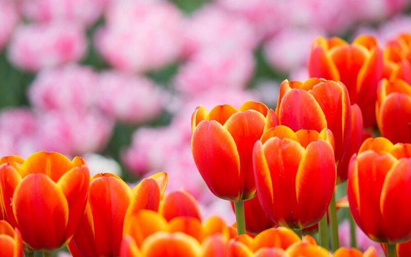 Red and Orange Tulips — Serene, Spring, Photograph