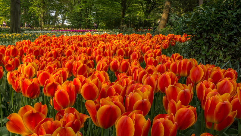 Red and Orange Tulips — Serene, Spring