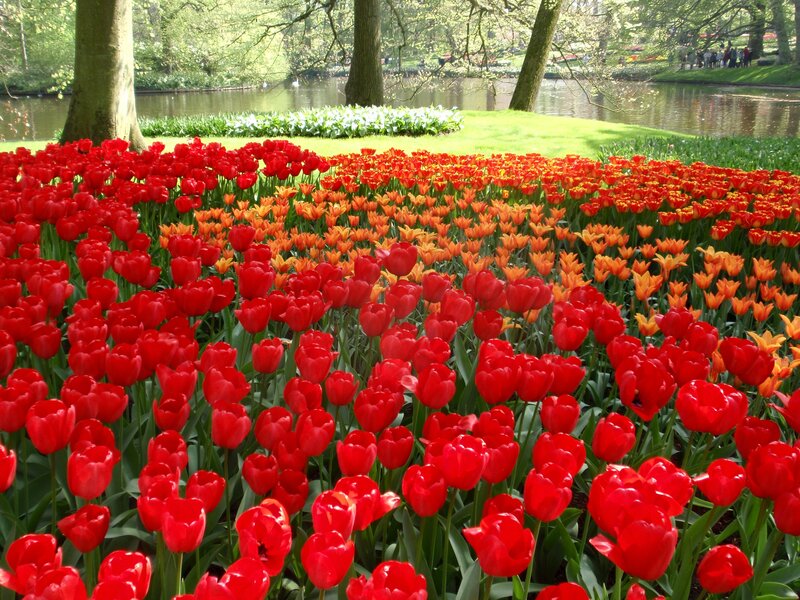 Red and Orange Tulips — Serene
