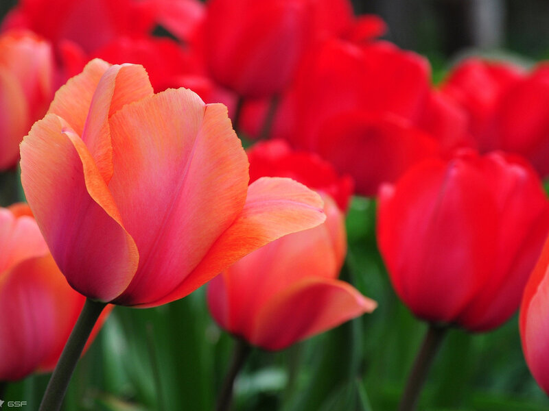 Red and Orange Tulips