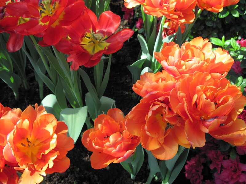Red and Orange Tulips — Vibrant, Afternoon