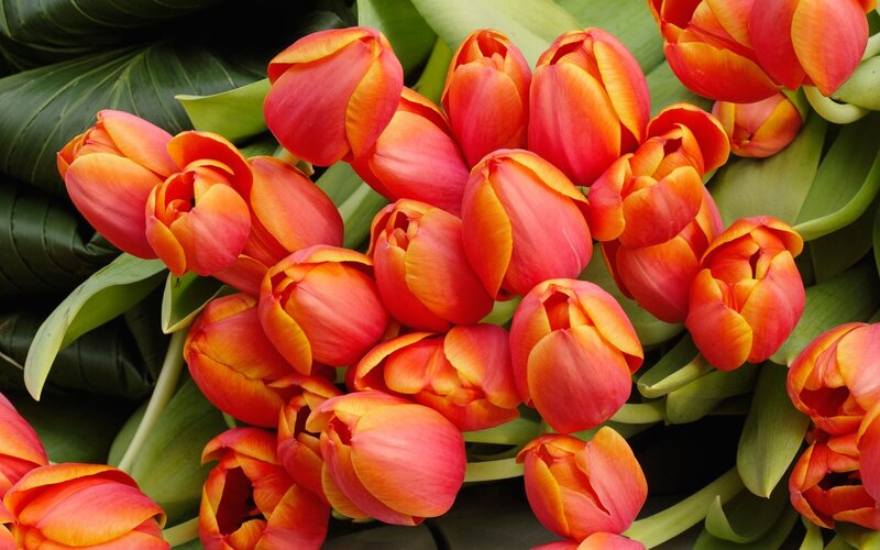 Red and Orange Tulips — Vibrant, Photograph