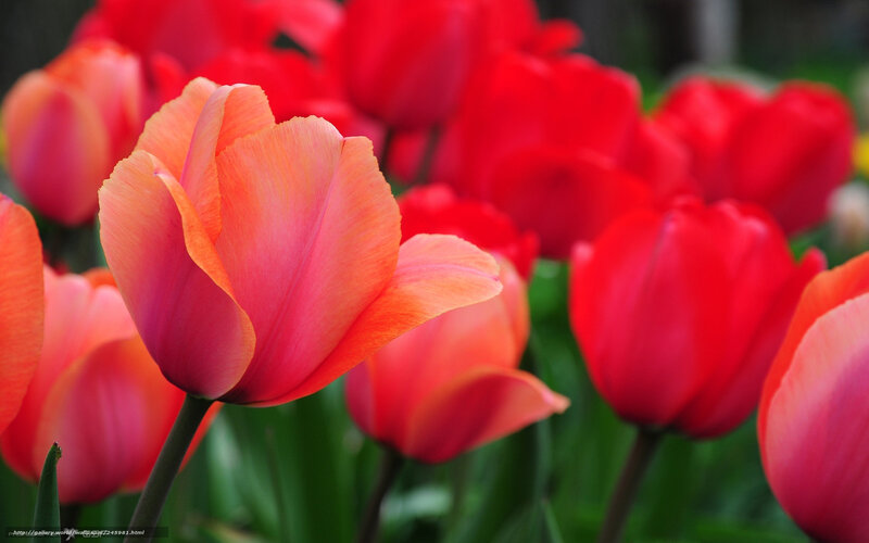 Red and Orange Tulips — Vibrant, Spring, Photograph, Flowers