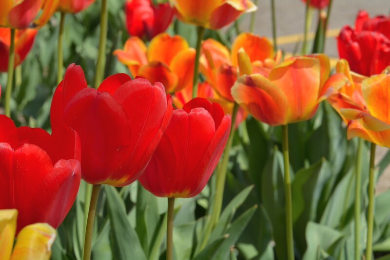 Red and Orange Tulips — Vibrant, Spring, Photograph