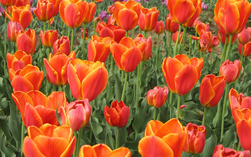 Red and Orange Tulips — Vibrant, Spring