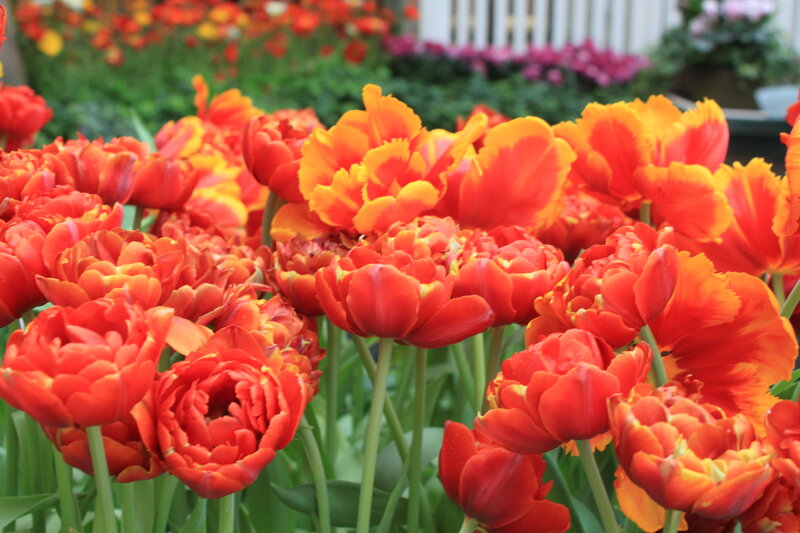 Red and Orange Tulips — Vibrant