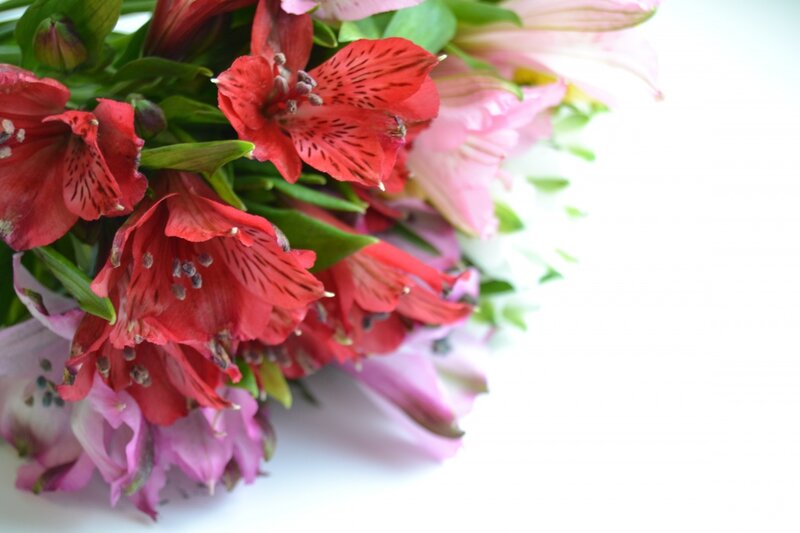 Red and Pink Alstroemeria