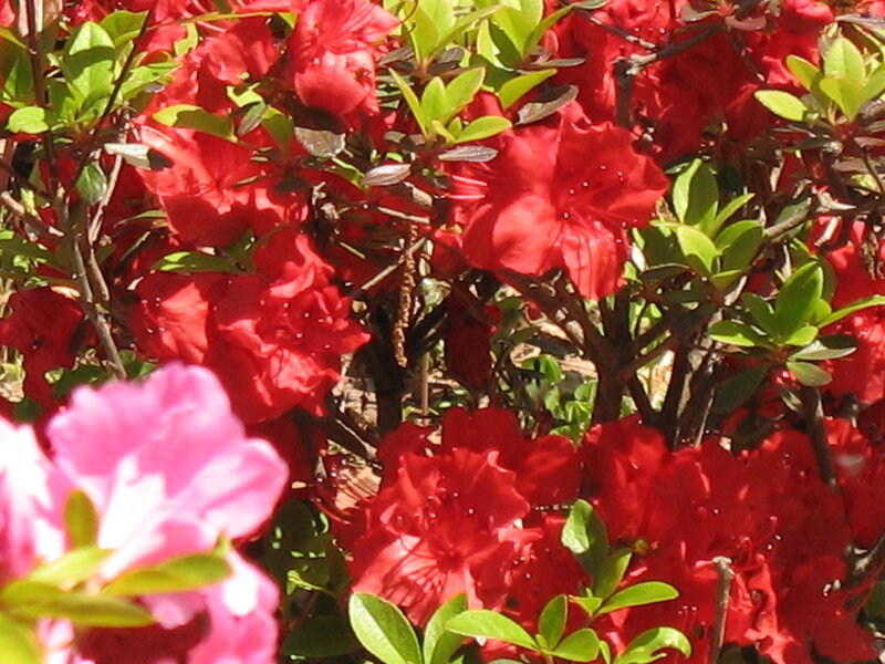 Red and Pink Azaleas