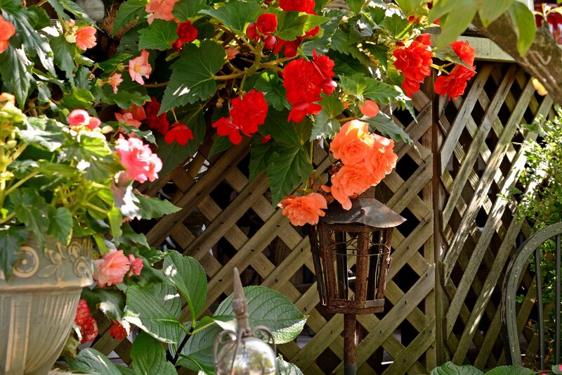 Red and Pink Begonias