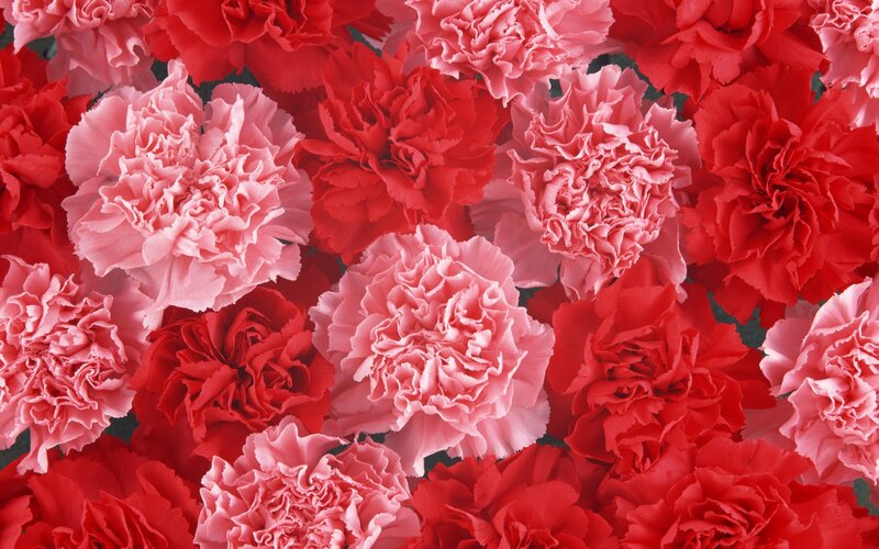 Red and pink carnations