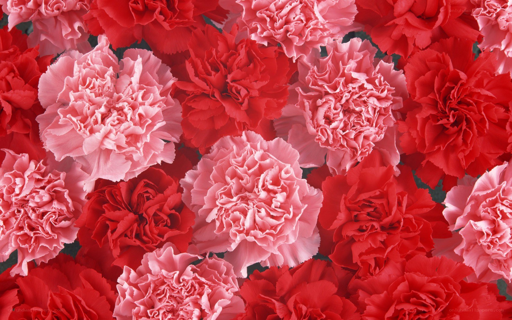 Red and pink carnations