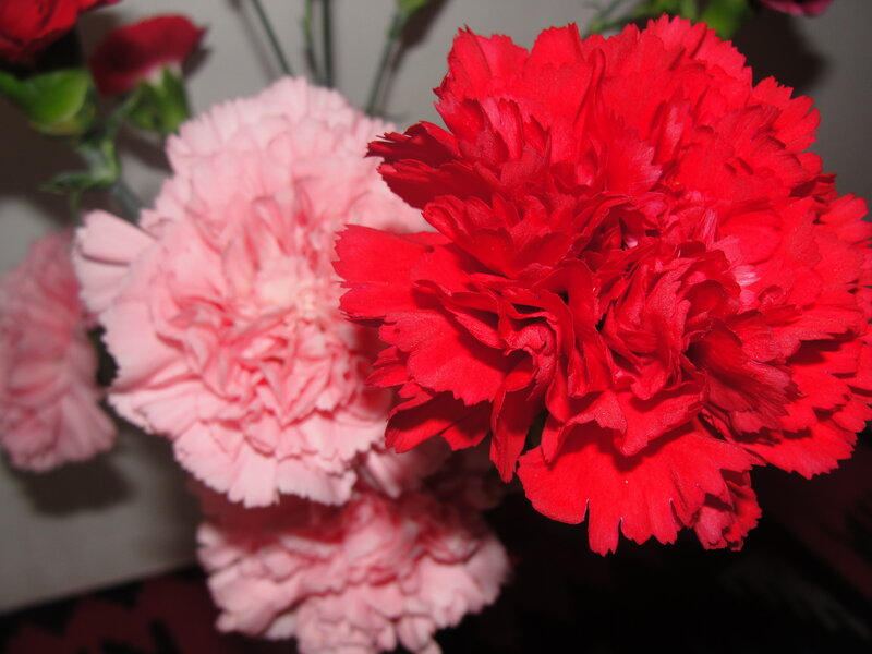 Red and pink carnations