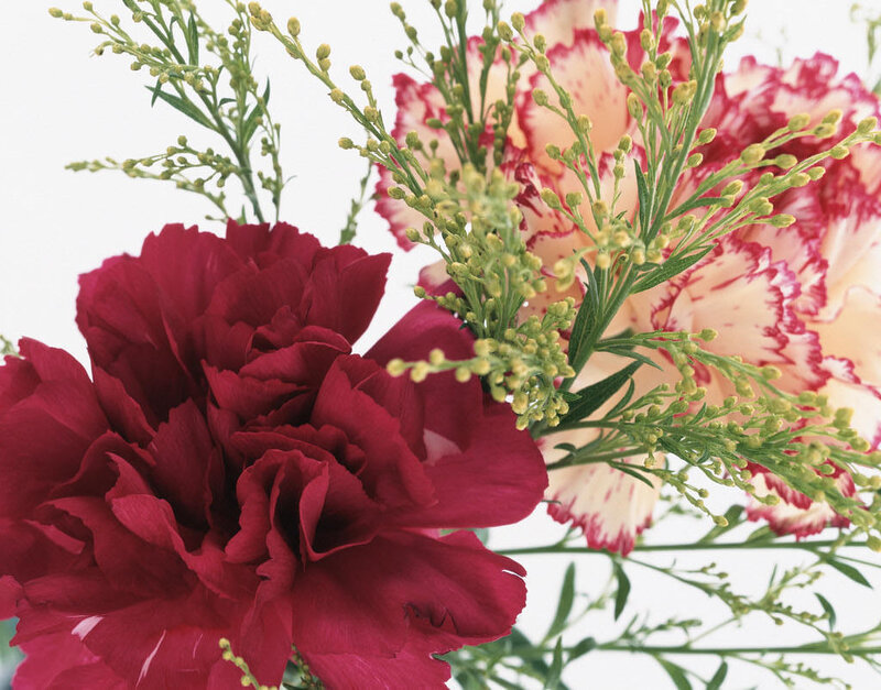 red and pink carnations