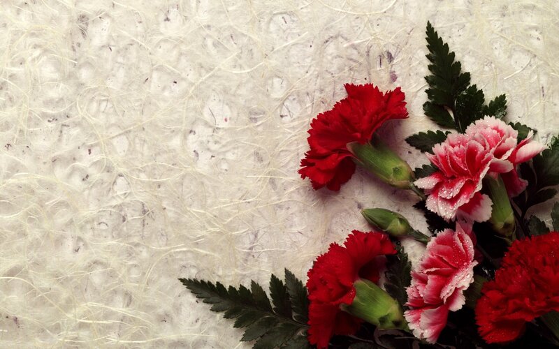 Red and Pink Carnations — Calm, Photograph, Green Leaves