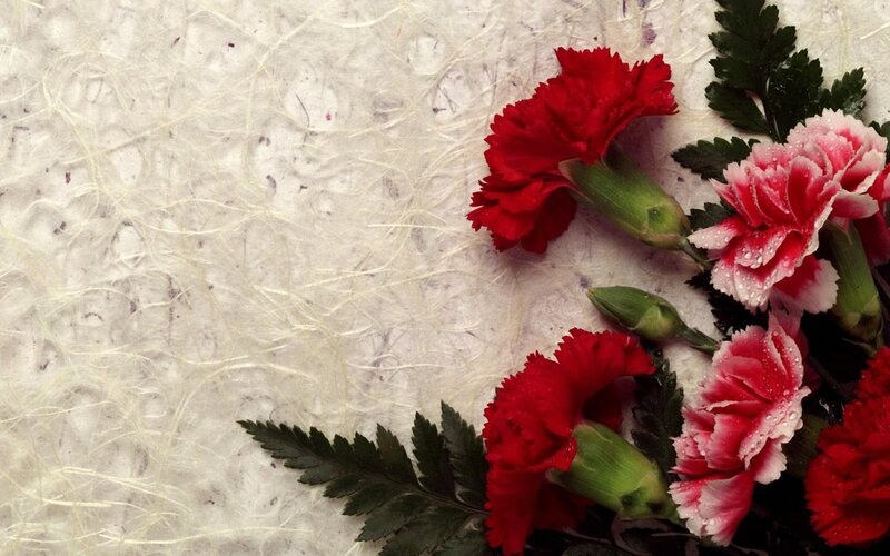 Red and Pink Carnations — Calm