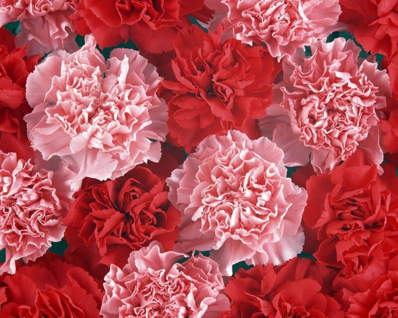 Red and Pink Carnations — Photograph