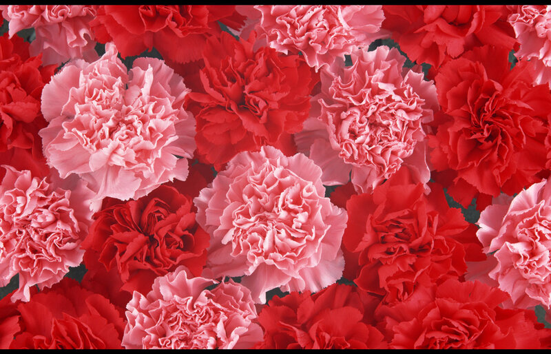 Red and Pink Carnations — Vibrant, Photograph
