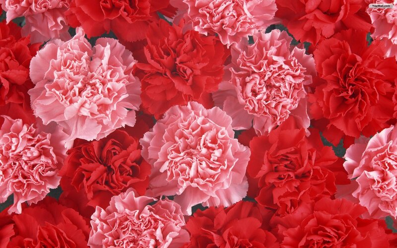 Red and Pink Carnations — Vibrant