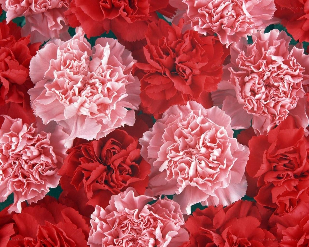 Red and pink carnations