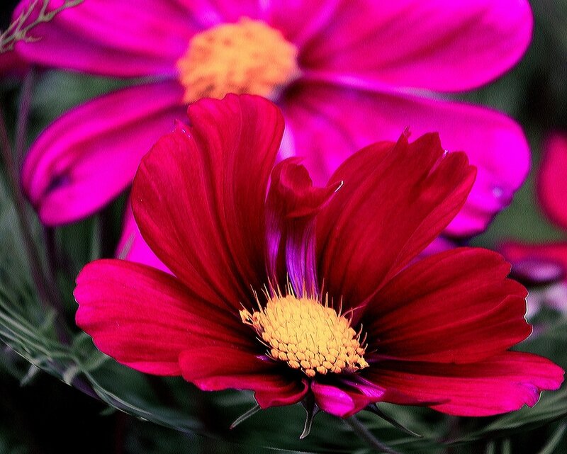 Red and Pink Cosmos Flowers