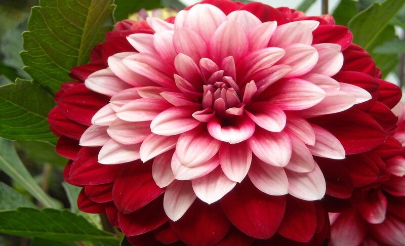 Red and Pink Dahlia Flower