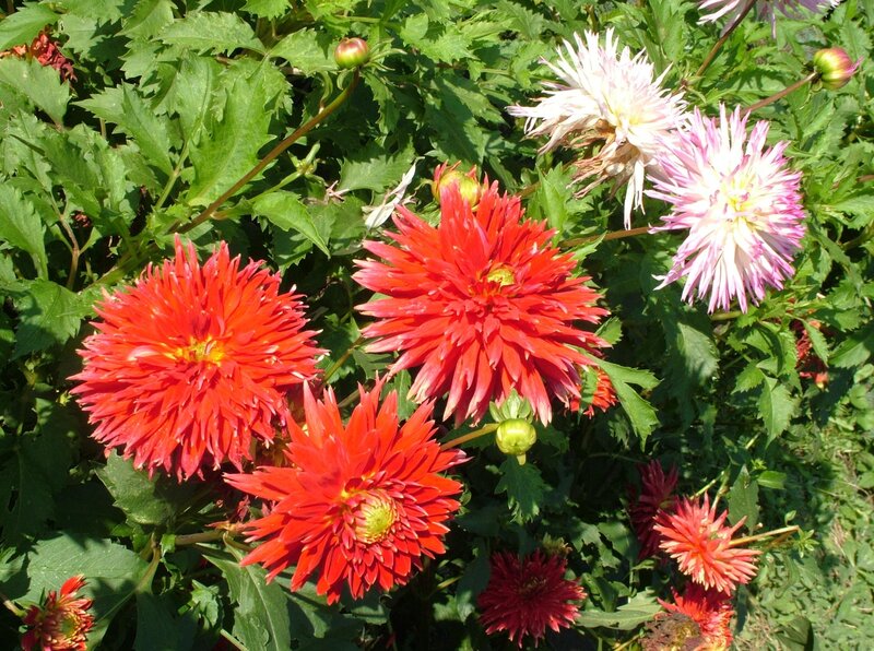 Red and Pink Dahlias — Natural